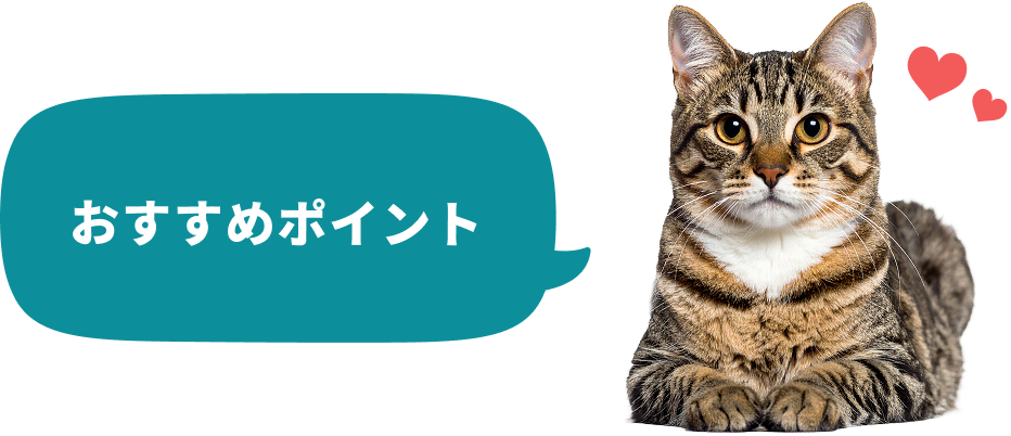 おすすめポイント