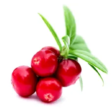 クランベリーの実