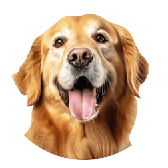 犬