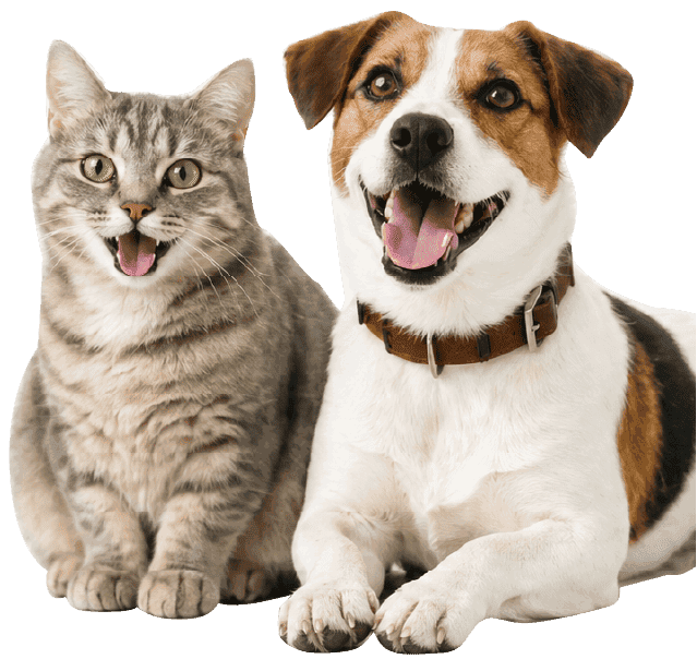 メイン画像の犬と猫
