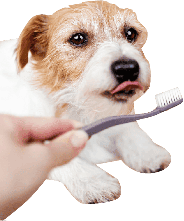 歯磨きを嫌がる犬
