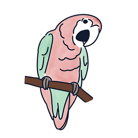 コンゴウインコ