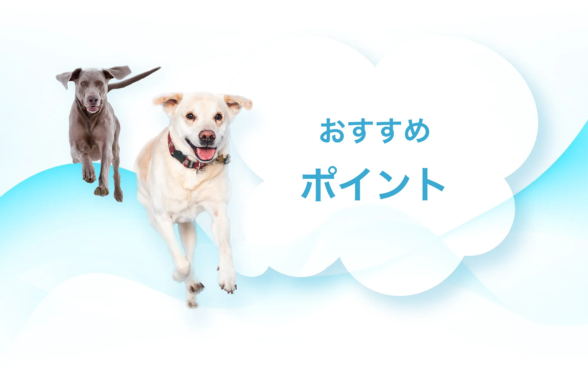 おすすめポイント